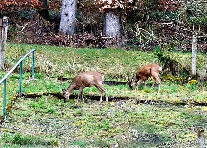 Eifelruhe Appartement *